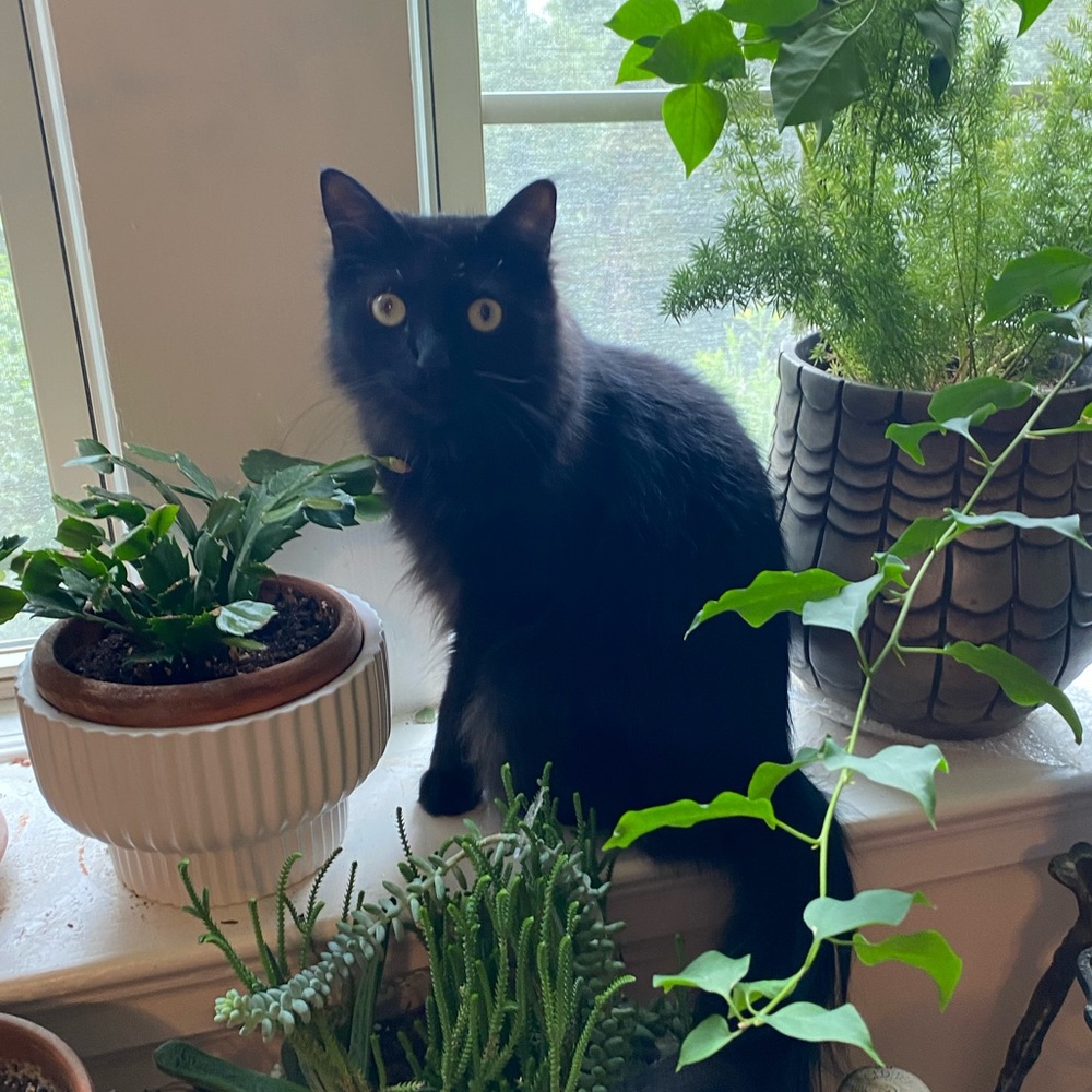 OUR ADORABLE UNA! 🐈⬛ - Picture 16 of 16